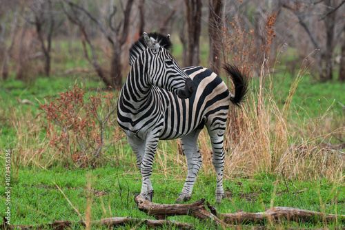 A Zebra in South Africa looking to the right in grassland