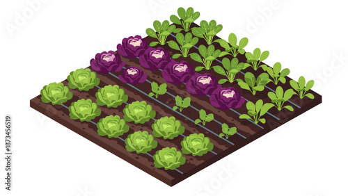 Lush isometric garden with vibrant cabbage and lettuce rows