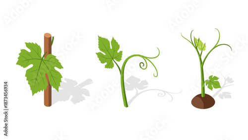 Growth stages of grape vine with leaves and tendrils in isometric style