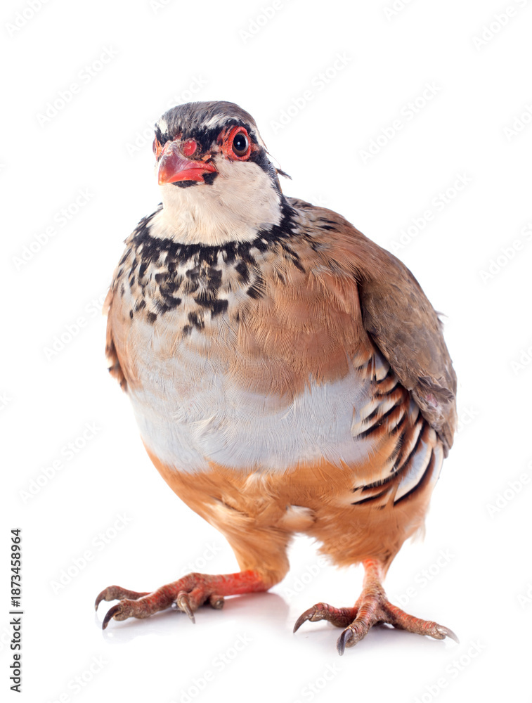 Fototapeta premium French Partridge, Alectoris rufa
