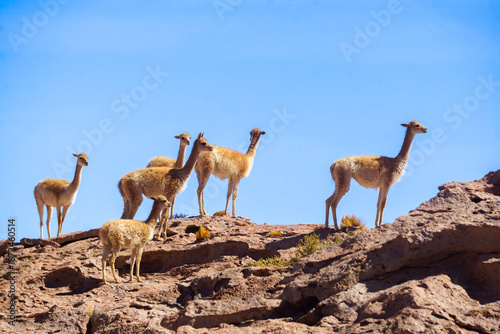 Obraz na plátne Group of vicuñas standing on rocky ground under a clear blue sky in the Altiplano near San Pedro de Atacama, Chile
