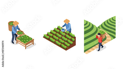 Isometric scenes of asian agriculture: tea processing, vegetable farming, and rice terraces