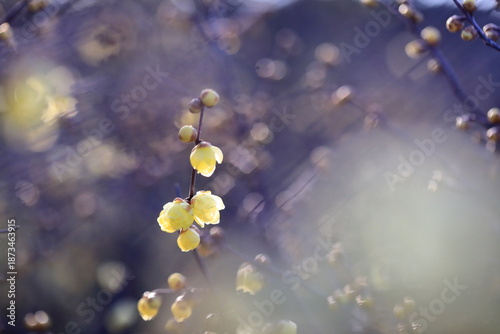 日本の初春の花、ロウバイ