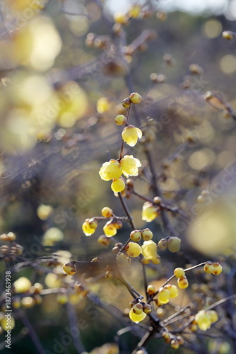 日本の初春の花、ロウバイ