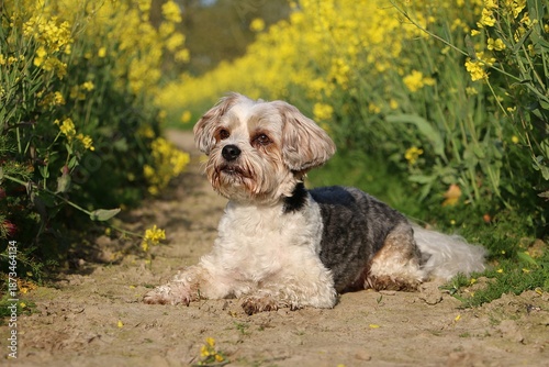 A small, sweet Yorkshire Terrier mix dog lies in a track in a yellow-flowering rapeseed field
