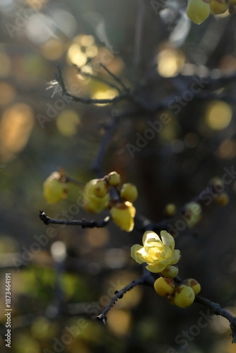 日本の初春の花、ロウバイ