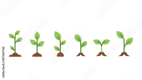 Growing plant stages in simple flat design
