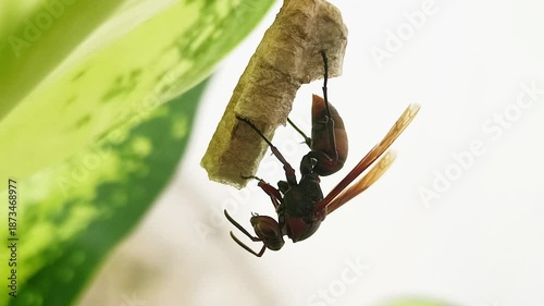 Easy-to-find paper wasp macro photography making nests on the surface of plant leaves