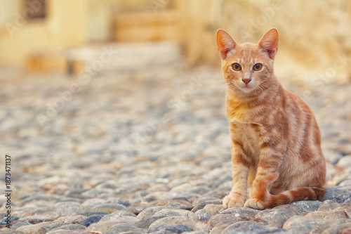 Orange Street Cat in Athens, Greece