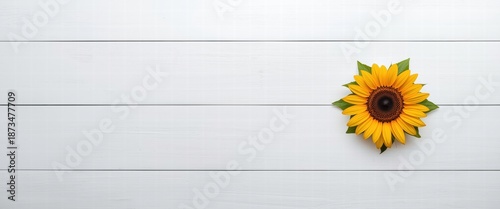 Vibrant yellow sunflower blossom on clean white wooden plank background offering ample copy space