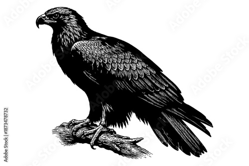 Detailed black and white illustration of majestic eagle perched on branch