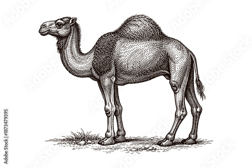 Detailed vintage camel illustration: elegant desert animal sketch in black and white