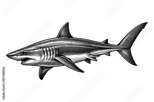 Intricate vintage style illustration of a great white shark