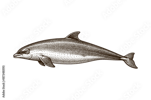 Vintage engraved dolphin artwork on white background