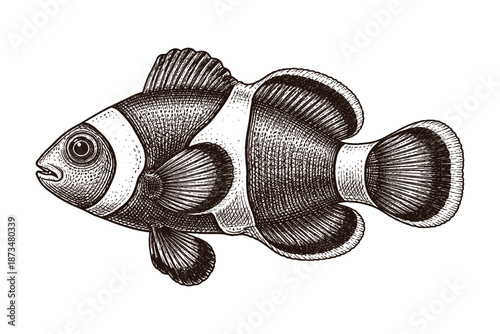Detailed vintage clownfish engraving art - intricate marine illustration