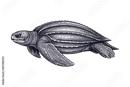 Intricate black and white illustration of a leatherback sea turtle with detailed patterns