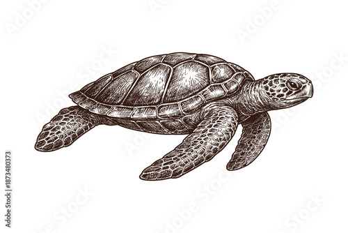 Detailed vintage turtle illustration in monochrome style