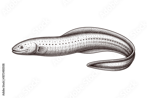 Detailed illustration of an electric eel in black and white line art
