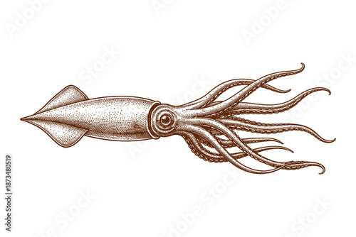 Detailed vintage squid illustration with tentacles in classic brown line art style