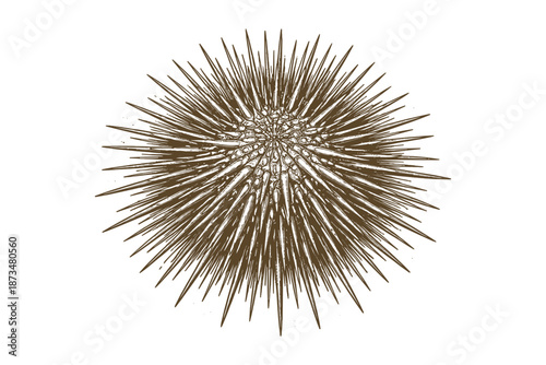 Detailed brown sea urchin illustration with spiky shell on white background
