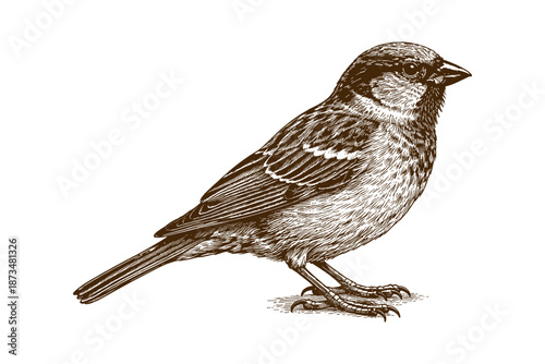 Detailed sepia-toned sparrow illustration highlighting plumage and features
