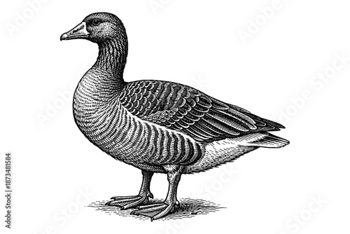 Detailed black and white illustration of a goose with intricate feather patterns