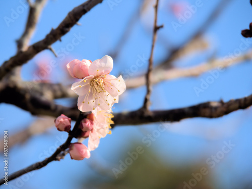 晴れた1月に咲いた紅梅「紅冬至（コウトウジ）」