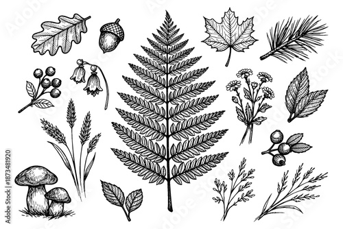 Intricate botanical illustrations of leaves, mushrooms, and berries in black and white