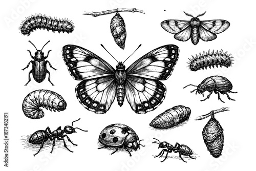 Detailed insect collection: butterfly, caterpillar, moth, ant, beetle, larvae, cocoon