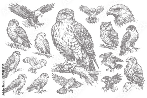 Intricate sketches of various birds of prey perched and in flight