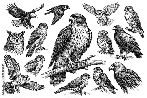 Intricate illustrations of various birds of prey in detailed sketches