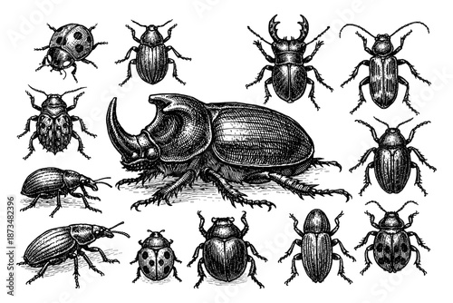 Intricate black and white insect illustration featuring various beetles