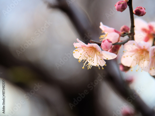 晴れた1月に咲いた紅梅「紅冬至（コウトウジ）」