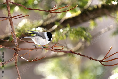 枝に止まったコガラ