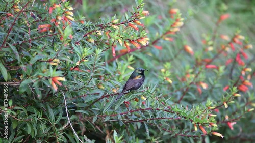Bronze Sunbird (Nectarinia kilimensis) in Nyungwe National Park, Rwanda