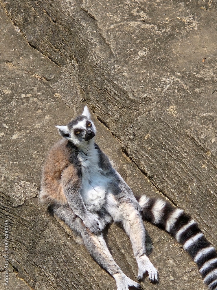Fototapeta premium ring tailed lemur