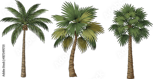 Tropical palm tree illustration set, detailed hand-drawn palm trees on white background, botanical nature art for design and decoration assets