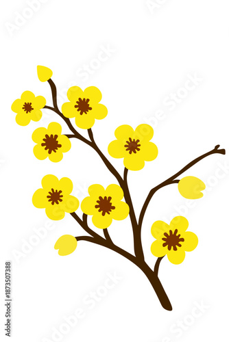 Valokuva Yellow apricot blossom branch illustration isolated on white background