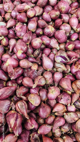 Harvest of shallots (bawang merah), Allium ascalonicum