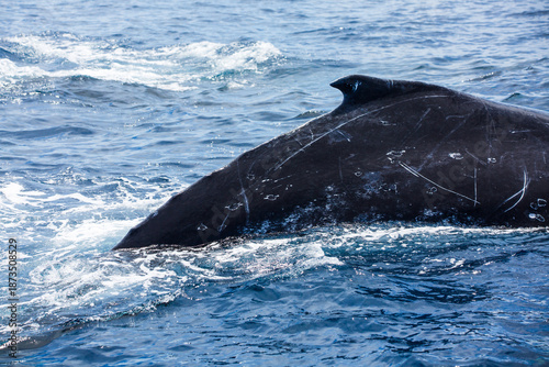Φωτογραφία Close-up of a large humpback whale as it arches its dorsal fin above the ocean's surface in the beautiful blue waters surrounding the Vava'u Islands of the Kingdom of Tonga