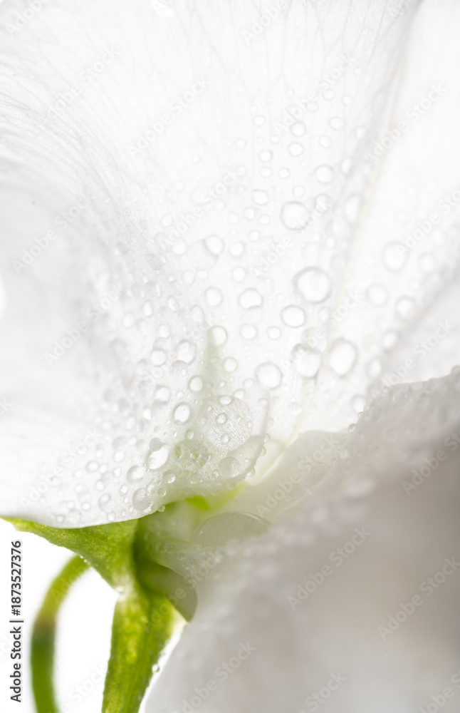 Fototapeta premium Close up of White Sweet Pea Flower with Water Drops on Petals