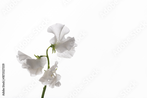 Foto Close up of White Sweet Pea Flower with Water Drops on Petals