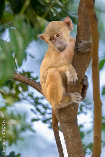 Photography Baby of yellow baboon (Papio cynocephalus), Shimoni, Kenya