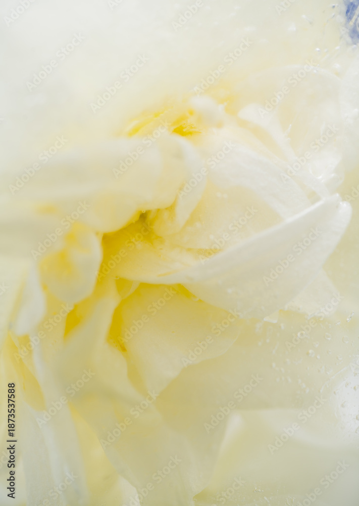 Obraz premium Close up of Creamy Flower Frozen in Ice