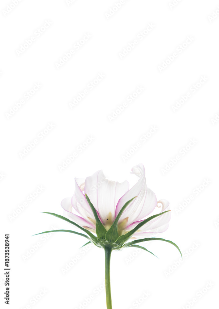 Obraz premium Close up of White and Pink Cosmos Flower with Curled Petals