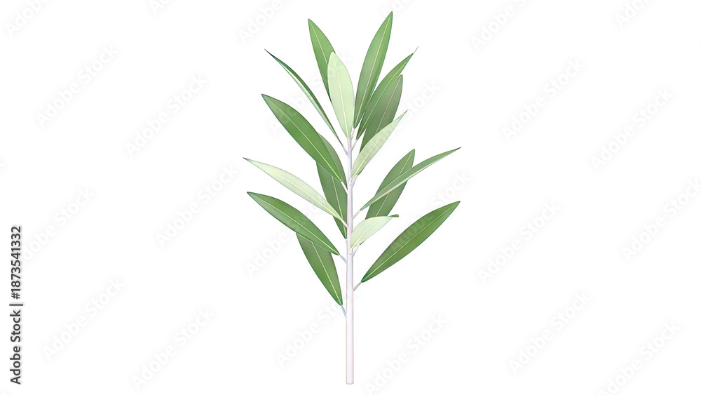 Obraz premium Green Olive Branch with Leaves