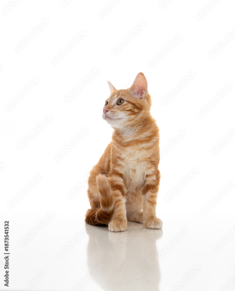 Obraz premium Orange Kitten on White Background