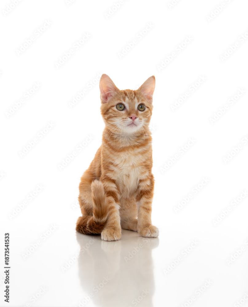 Obraz premium Orange Kitten on White Background