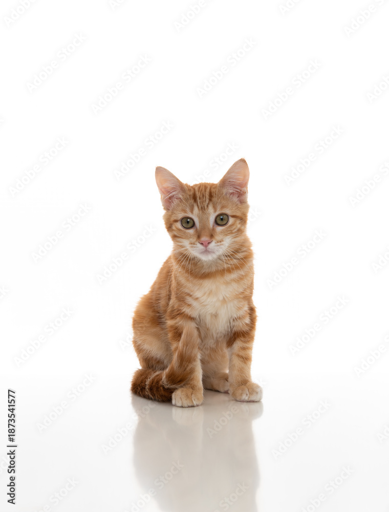 Obraz premium Orange Kitten on White Background