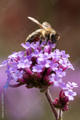 close up of a bee on a bright purple flower